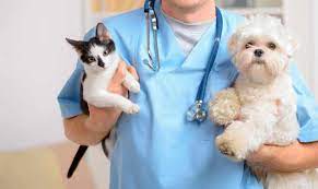 Arroyito: Llamado a concurso abierto de un médico veterinario