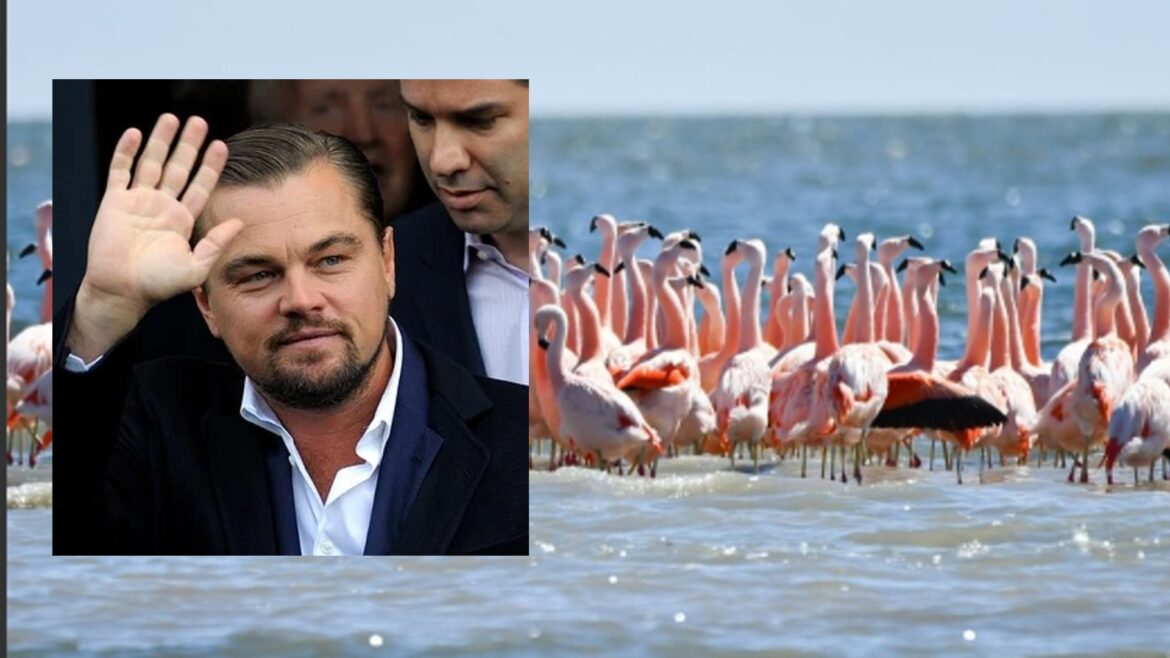 Leonardo DiCaprio apoyó la creación del Parque Nacional Ansenuza