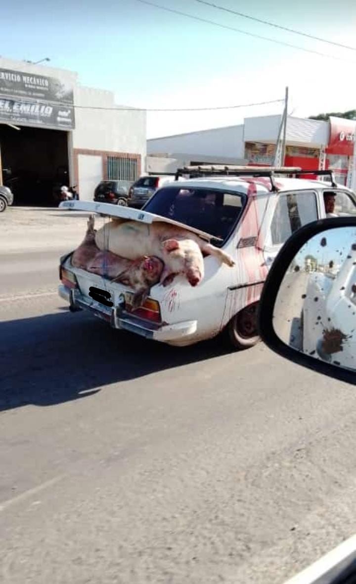 Camión que transportaba cerdos es saqueado luego de volcar